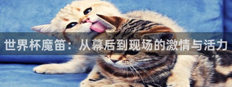 世界杯亚洲区预选赛赛程:世界杯魔笛:从幕后到现场的激情与活力